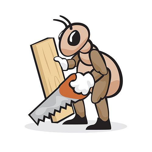Carpenter Ants